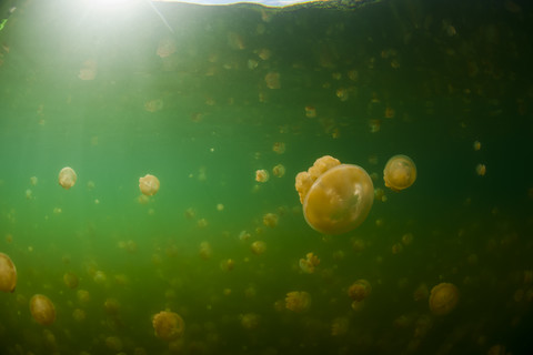 Oceania, Palau, Eik Malk, Spotted jellyfish, mastigias papua, in saltwater lake stock photo