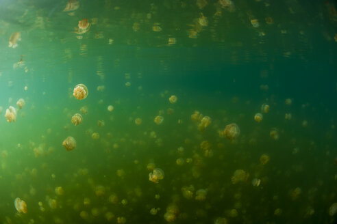 Oceania, Palau, Eik Malk, Spotted jellyfish, mastigias papua, in saltwater lake - FG000035