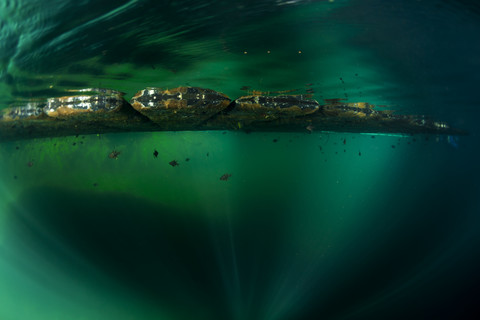 Ozeanien, Palau, Eik Malk, Fische unter dem Steg im Salzwassersee, lizenzfreies Stockfoto