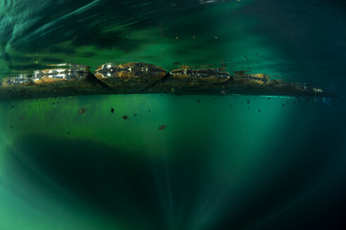 Oceania, Palau, Eik Malk, Fishes under jetty in saltwater lake - FGF000036