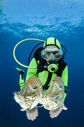 Ozeanien, Palau, Taucher beobachten Palau Nautilus, Nautilus belauensis, im Pazifik - FGF000041