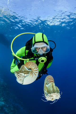 Oceania, Palau, Diver watching Palau nautilusses, Nautilus belauensis, in Pacific Ocean stock photo