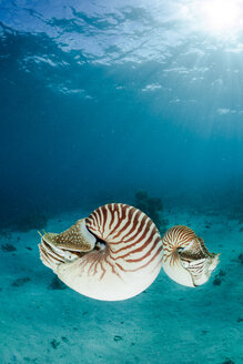 Ozeanien, Palau, Palau Nautilus, Nautilus belauensis, im Pazifik - FG000044