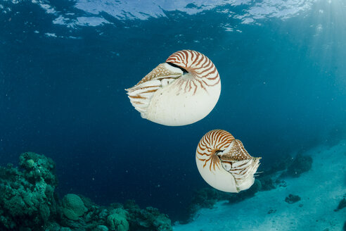 Ozeanien, Palau, Palau Nautilus, Nautilus belauensis, im Pazifik - FGF000046