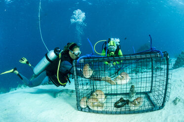 Ozeanien, Palau, Taucher beobachten palauische Nautilus, Nautilus belauensis, in einer Fischreuse im Pazifik - FG000057