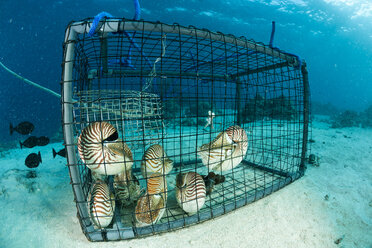 High Quality Stock Photos of fishing trap