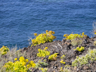 Spanien, Kanarische Inseln, La Palma, Pionierarten an der Steilküste - AMF002410