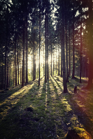 Österreich, Oberösterreich, Schlögen, Wald im Sonnenlicht, lizenzfreies Stockfoto