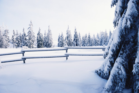 Deutschland, Niedersachsen, Winterlandschaft im Harz, lizenzfreies Stockfoto