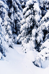 Deutschland, Niedersachsen, Winterlandschaft im Harz - MEM000243