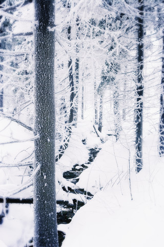 Germany, Lower Saxony, winter landscape in Harz stock photo