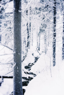 Deutschland, Niedersachsen, Winterlandschaft im Harz - MEM000244