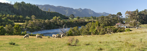 Neuseeland, Golden Bay, Schafe auf einer Farm und Ställe am Aorere River, lizenzfreies Stockfoto