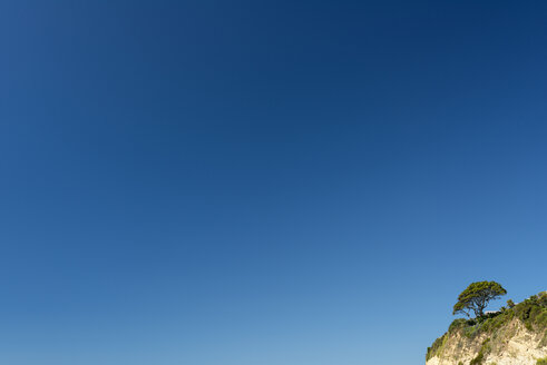 Neuseeland, Nelson, Baum auf den Klippen am Strand von Tahunanui und blauer Himmel - SHF001422