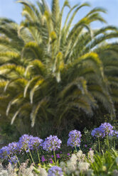 Neuseeland, Nelson, Blumenbeet mit Zierzwiebeln vor Palmen - SHF001497
