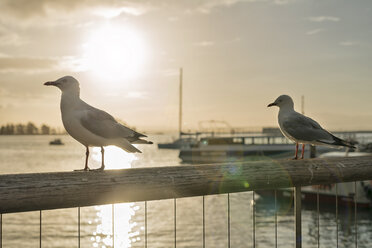 Neuseeland, Nelson, Möwen im Gegenlicht auf einem Geländer mit der untergehenden Sonne über dem Hafen - SHF001428