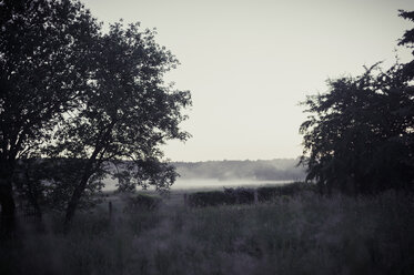 Deutschland, Sachsen, Muldental, Nebel am Abend - MJF001289