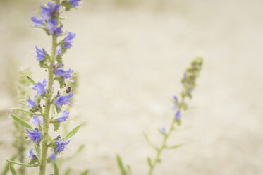 Deutschland, Sachsen, Blaukraut, Blaukraut, Echium vulgare - MJF001292