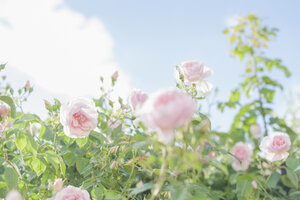 Germany, Saxony, Roses, Rosa - MJF001293