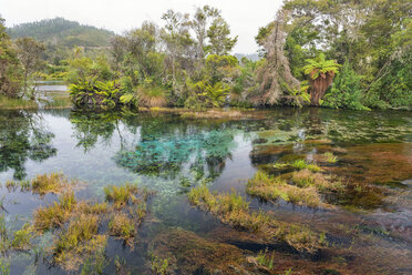 Neuseeland, Tasmanien, Takaka, Te Waikoropupu Springs mit Vegetation um das Süßwasserbecken - SHF001438