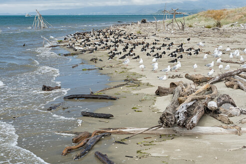 New Zealand, Golden Bay, Pakawau, flock of South Island Pied Oystercatchers and segaulls resting at the beach - SHF001442