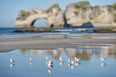 Neuseeland, Golden Bay, Wharariki Beach, Schwarm von Möwen im Sand am Strand bei Ebbe - SHF001451