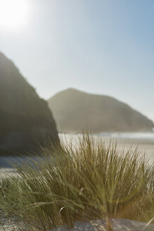 New Zealand, Golden Bay, Wharariki Beach, tussock grass in a sand dune at the beach - SHF001454