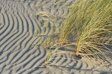 Neuseeland, Golden Bay, Wharariki Beach, Grasbüschel in einer Sanddüne am Strand - SHF001455