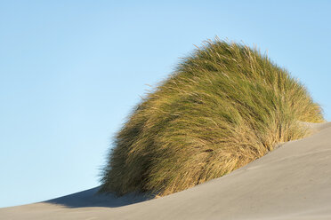 Neuseeland, Golden Bay, Wharariki Beach, Grasbüschel in einer Sanddüne am Strand - SHF001457