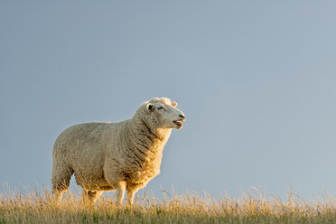 Neuseeland, Golden Bay, Wharariki Beach, Schafe auf einem Bergrücken in der Abendsonne - SHF001486