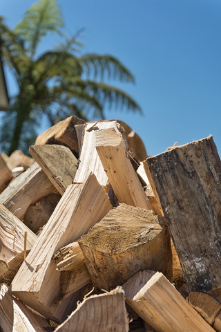 Neuseeland, Golden Bay, Collingwood, Stapel von Brennholz und eine Palme, lizenzfreies Stockfoto