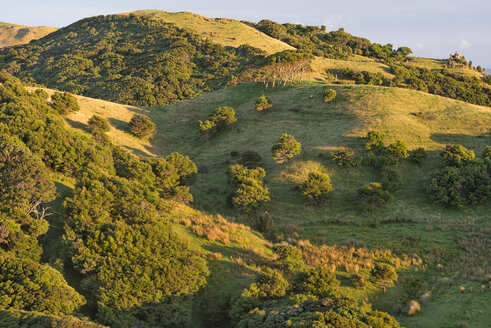 Neuseeland, Tasmanien, Golden Bay, Puponga, Flecken von einheimischem Busch und Wiesen in den Puponga-Hügeln in der Nähe von Cape Farewell - SHF001484