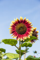 Zweifarbige Sonnenblumen, Helianthus annuus, vor blauem Himmel - SR000587