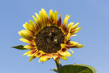 Sonnenblume, Helianthus annuus, mit zwei Insekten vor blauem Himmel - SRF000588