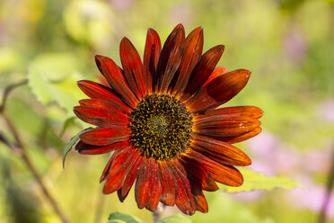 Rote Sonnenblume, Helianthus annuus - SRF000589