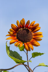 Zweifarbige Sonnenblume, Helianthus annuus, vor blauem Himmel - SRF000590