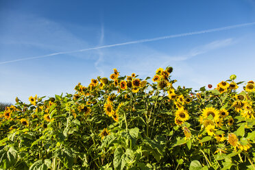 Blick auf ein Sonnenblumenfeld, Helianthus annuus - SRF000593