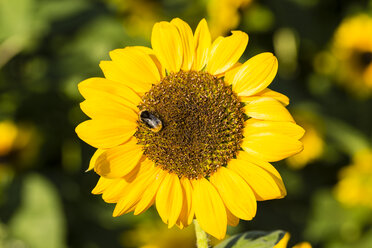 Sonnenblume, Helianthus annuus, mit Insekt - SRF000594