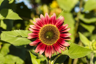 Rote Sonnenblume, Helianthus annuus - SR000595