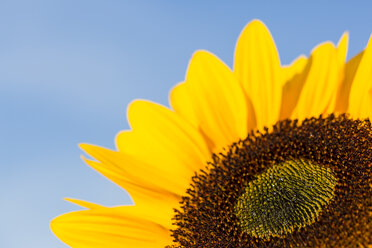 Sonnenblumen, Helianthus annuus, vor blauem Himmel, Teilansicht - SRF000596