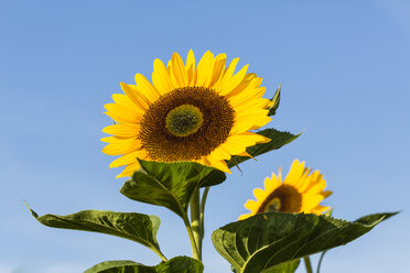 Zwei Sonnenblumen, Helianthus annuus, vor blauem Himmel - SRF000599