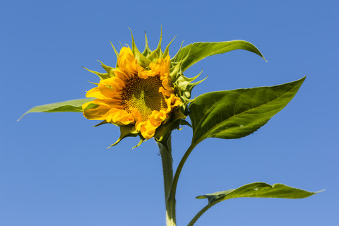 Blüte einer Sonnenblume, Helianthus annuus, vor blauem Himmel, lizenzfreies Stockfoto