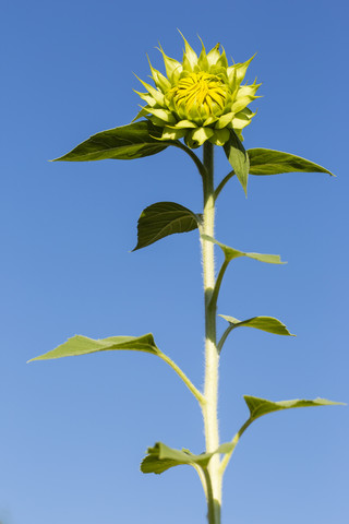 Blüte einer Sonnenblume, Helianthus annuus, vor blauem Himmel, lizenzfreies Stockfoto