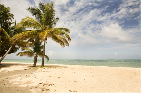 Caribbean, Trinidad and Tobago, Tobago, Pigeon Point - SKF001585