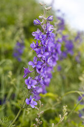 Blossom of meadow sage, Salvia pratensis - ZCF000079