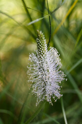 Blüte des Spitzwegerichs, Plantago lanceolata - ZCF000081