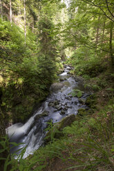Germany, Baden-Wuerttemberg, mountain stream in Ravenna gorge at Black Forest - ZCF000084