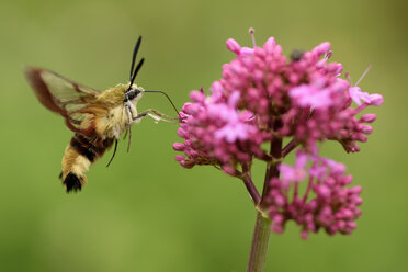 Fliegender Breitrandiger Bienenschwärmer, Hemaris fuciformis - MJOF000486