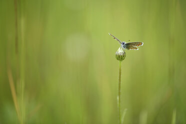 Brauner Argus, Aricia agestis, sitzt auf einer Knospe - MJOF000487