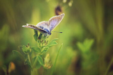 Gemeiner blauer Schmetterling, Polyommatus icarus, auf einer Pflanze sitzend - MJO000488